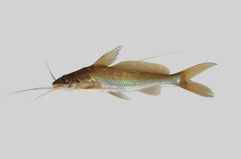 Figure 16 Mystus singaringan.