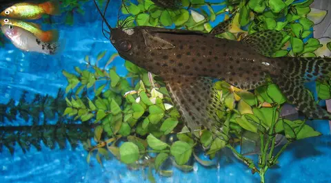 Synodontis Eupterus