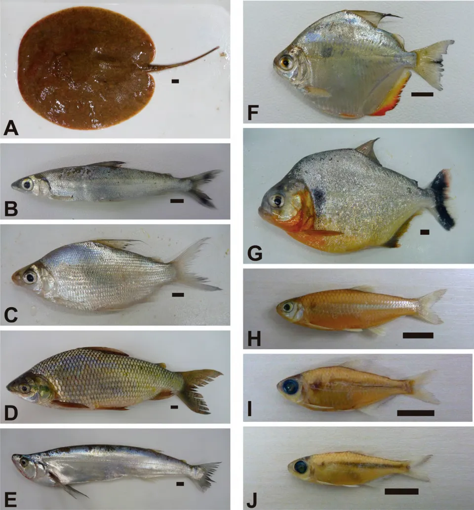 Fish species in the influence area of the Lajeado reservoir (upper-middle Tocantins river basin, Tocantins state, Brazil).(A) Paratrygon aiereba;(B) Argonectes robertsi;(C) Psectrogaster amazonica;(D)