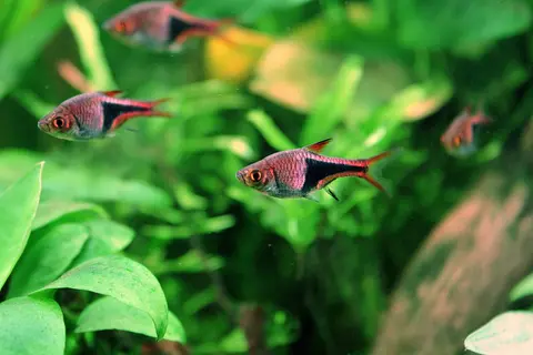 Kawanan Rasbora Harlequin berenang di antara tanaman air