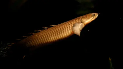Polypterus Senegal