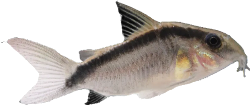 Hoplisoma granti