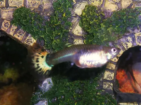Guppy jantan berekor kuning hitam di akuarium tanaman