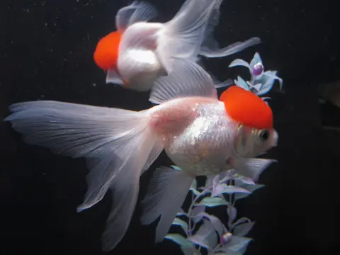 Dua ikan Oranda putih berjengger merah berekor panjang di dalam akuarium
