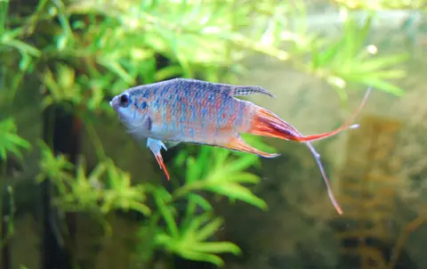Ikan Paradise jantan berekor panjang merah berenang di akuarium tanaman air