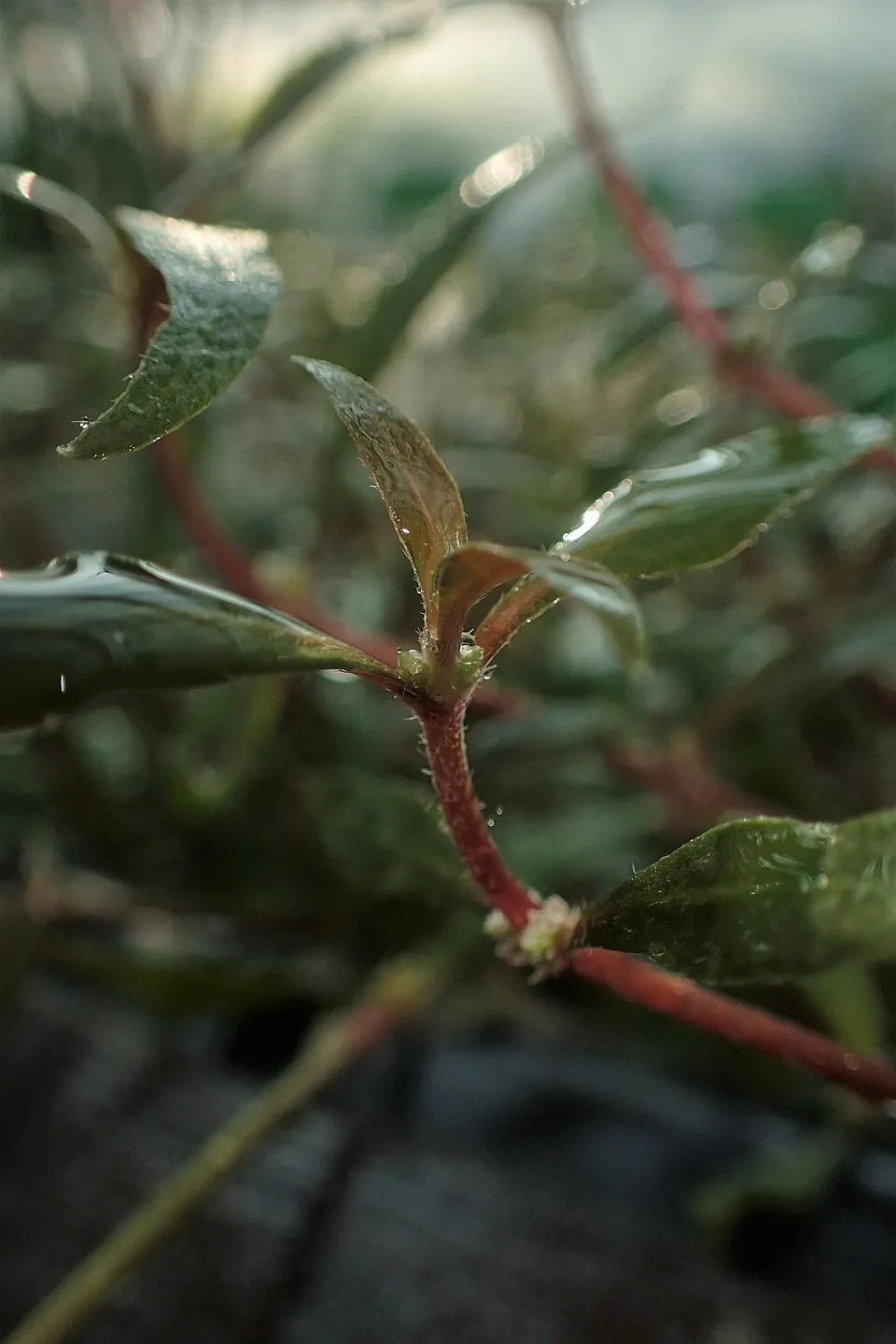 Cây Huyết tâm lan, Alternanthera reineckii