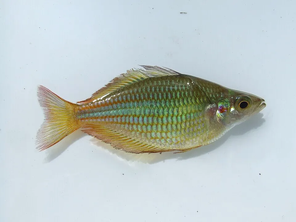 Banded Rainbowfish (Melanotaenia trifasciata)