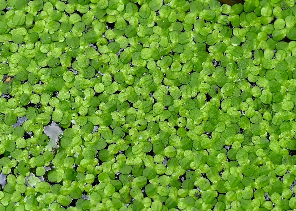 Spirodela polyrrhiza in Płonia river in Szczecin, NW Poland