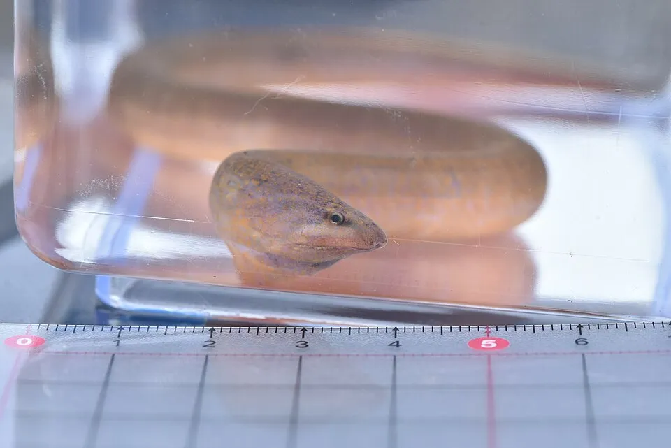 Asian Swamp Eel (Monopterus albus) in Taiwan