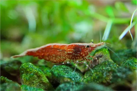 กุ้งเชอร์รี่สีแดงส้มคลานบนหินมอสสีเขียวในตู้