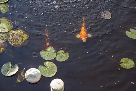 Cá koi cam bơi giữa lá súng trong hồ tối