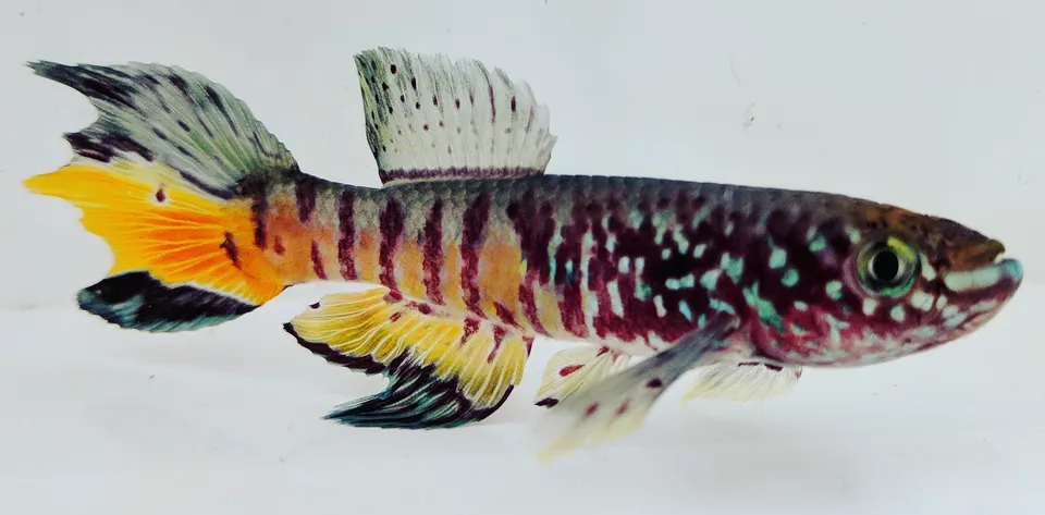 Male Fundulopanchax sjostedti, location 'Niger Delta.' The common name for this fish is 'Blue Gularis'