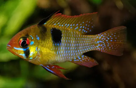 Ramirezi kuning dengan bintik biru berkilau, foto tajam