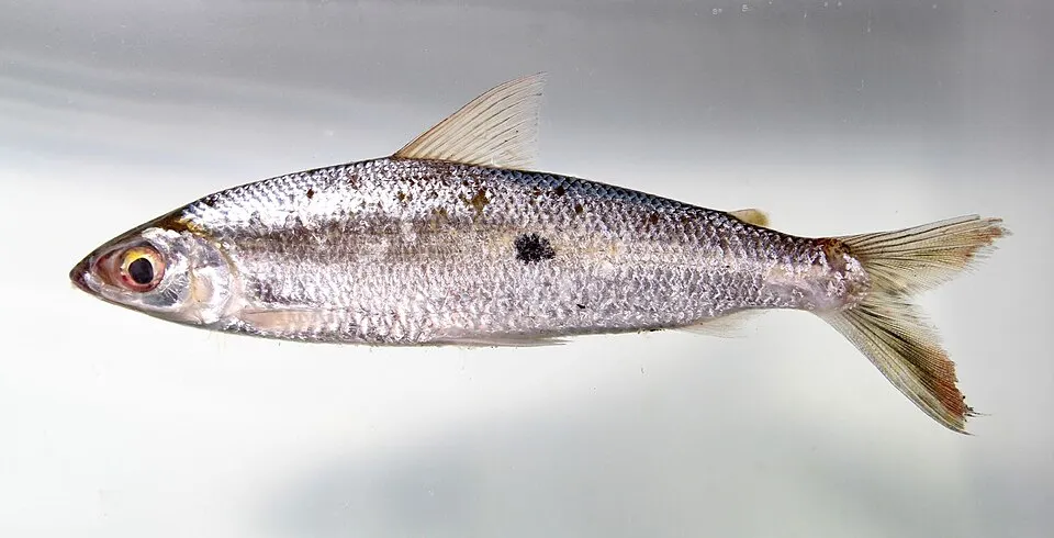 Cá hemiodus bạc, Hemiodus argenteus