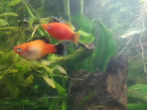 Platy Mickey Mouse oranye merah dengan bintik hitam di pangkal ekor, di akuarium tanaman air
