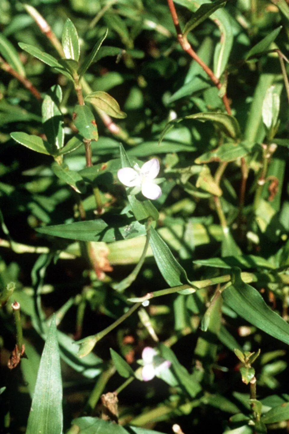 Murdannia keisak (Hassk.) Hand.-Maz. - wartremoving herb