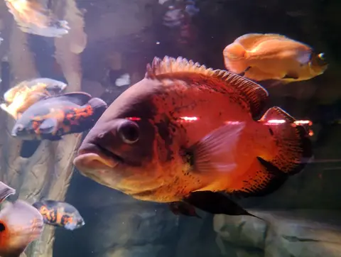Oscar warna merah oranye berenang di akuarium besar