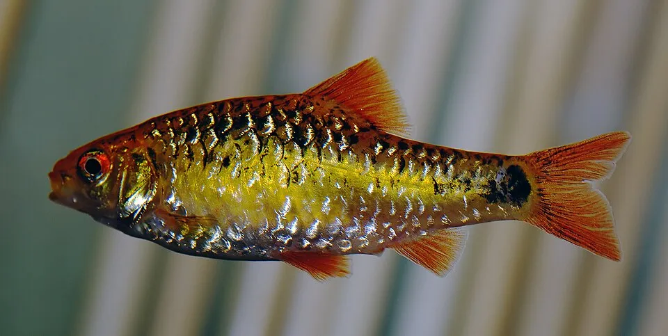 This image shows a Gold barb (Puntius semifasciolatus).