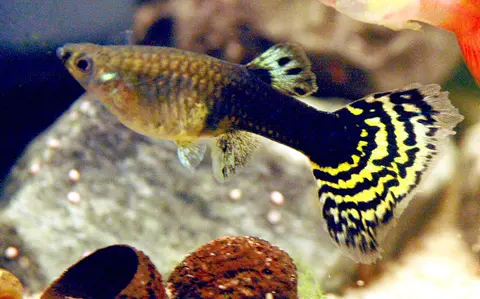 Guppy jantan berekor belang kuning hitam di akuarium