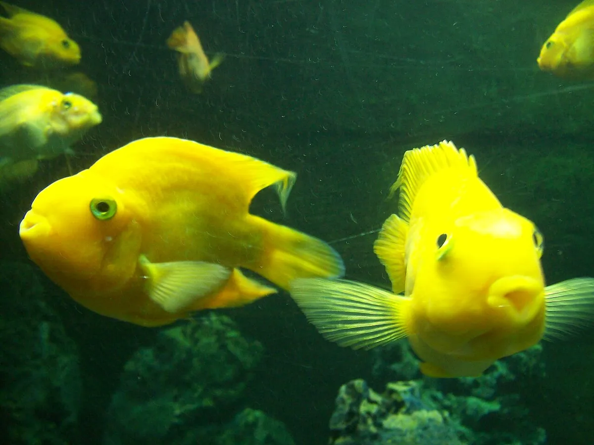 ปลาหมอนกแก้ว (Blood Parrot Cichlid)