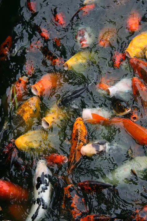 ฝูงปลาคาร์ปหลายสีทั้งส้ม ขาว เหลือง รวมกลุ่มกันในบ่อ
