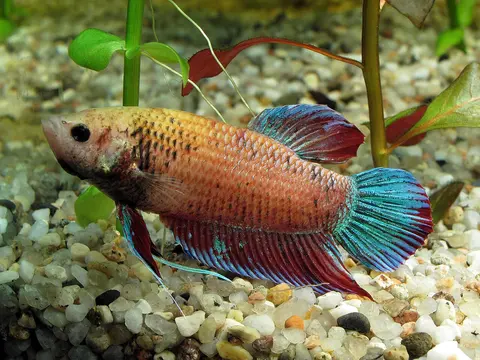 Cupang oranye berekor biru merah di atas latar kerikil