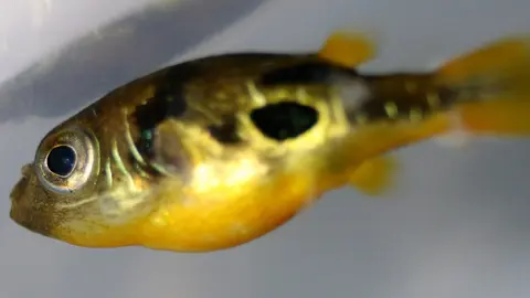 Pea Puffer jantan perut kuning, belang hitam, foto jarak dekat