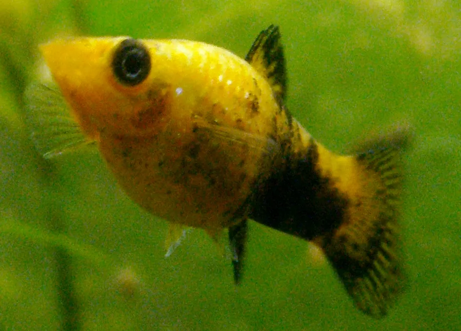 Female Gold Molly. Its a female fish as you can see cause it has no Gonopodium.