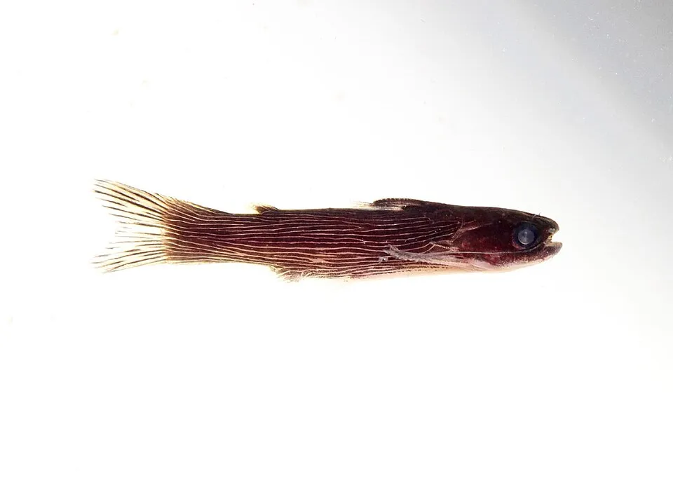 Tatia strigata