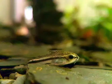 Cá chuột pygmy nghỉ trên đá trong bể trồng cây