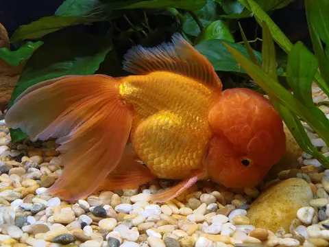 Ikan Oranda oranye kekuningan berjengger besar di akuarium tanaman air
