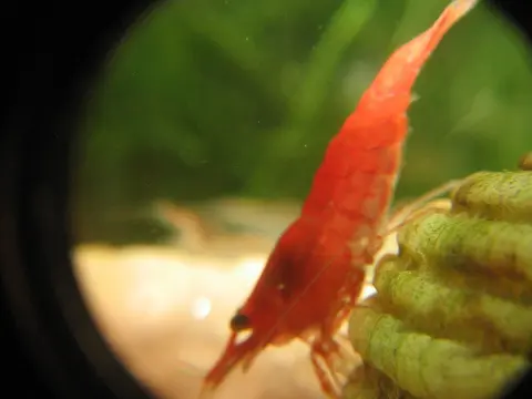 กุ้งเชอร์รี่สีแดงเกาะบนของตกแต่งในตู้