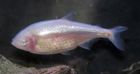 Blind Cave Tetra
