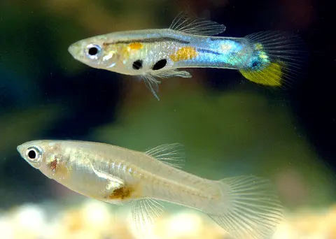 Guppy jantan biru berbintik hitam dan guppy betina di akuarium