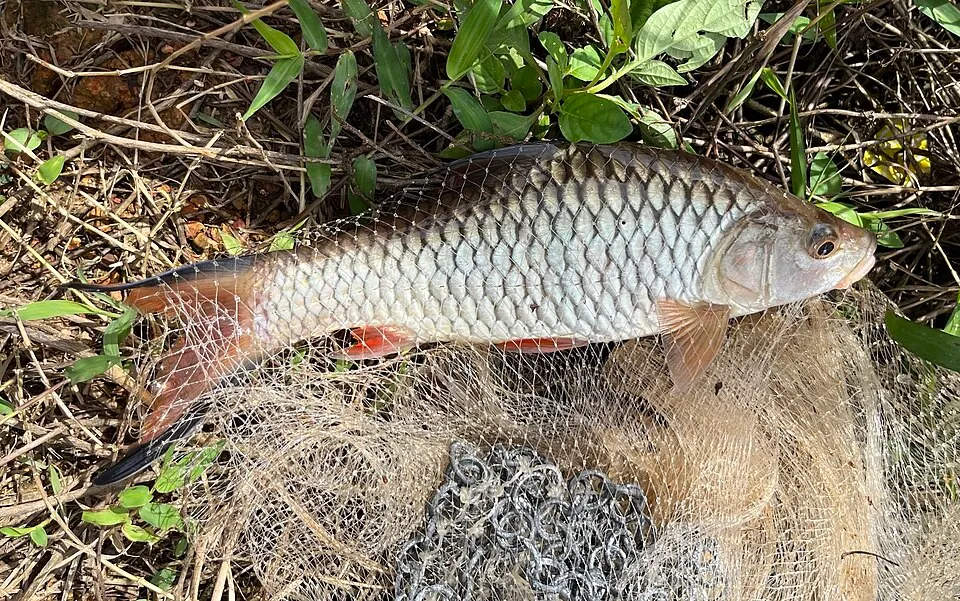 Hampala Barb (Hampala macrolepidota) in Malaysia