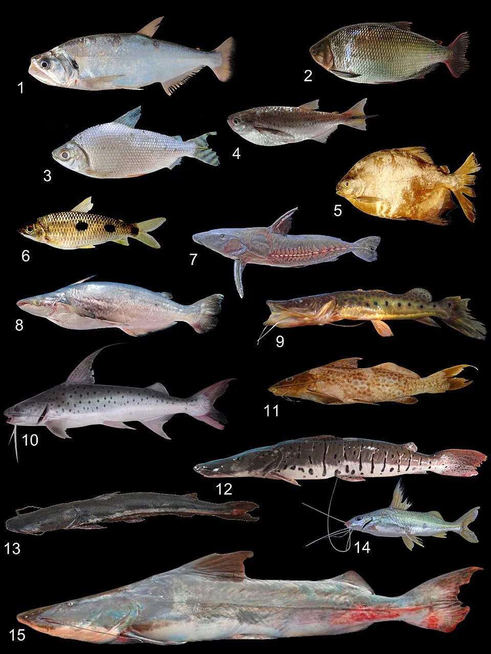 Characiformes: 1 = Hydrolycus armatus; 2 = Brycon falcatus; 3 = Semaprochilodus brama; 4 = Triportheus trifurcatus; 5 = Tometes siderocarajensis; 6 = Leporinus friderici. Siluriformes: 7 = Oxydoras ni