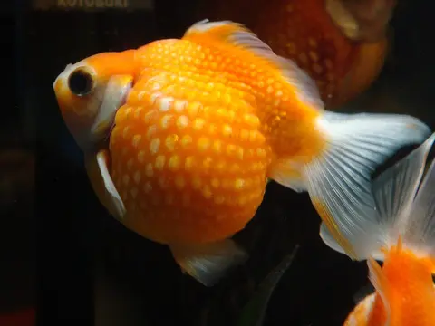 Koki Mutiara kuning oranye berbadan bulat dengan sirip putih di akuarium