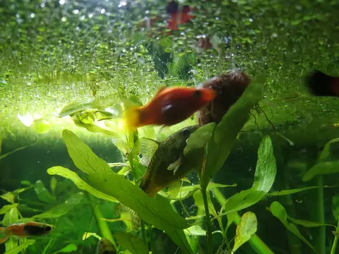 Platy Mickey Mouse oranye merah berenang di antara tanaman air