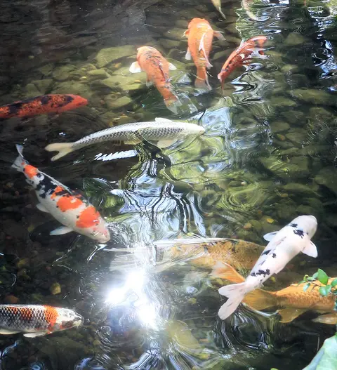 ปลาคาร์ปสีขาวและแดงขาวหลายตัวว่ายในบ่อน้ำ