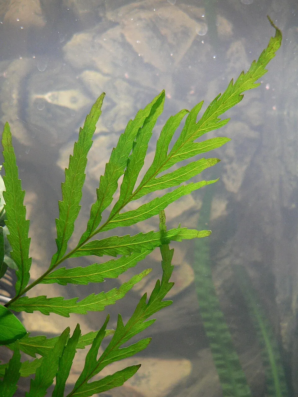 Bolbitis, Bolbitis heudelotii
