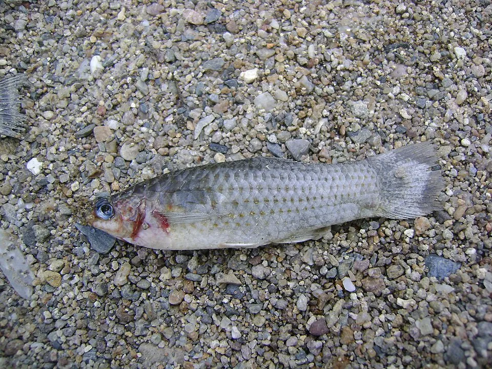 Common Molly (Poecilia sphenops)