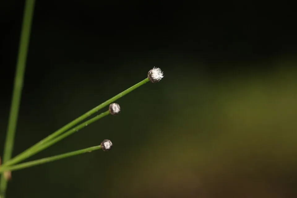 Photos of plants taken by V C Balakrishnan