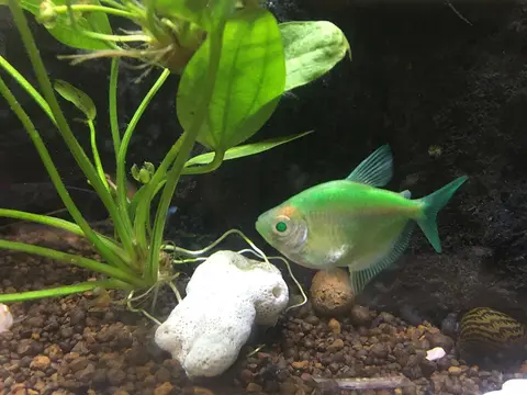 Ikan GloFish tetra hijau di dalam akuarium tanaman air
