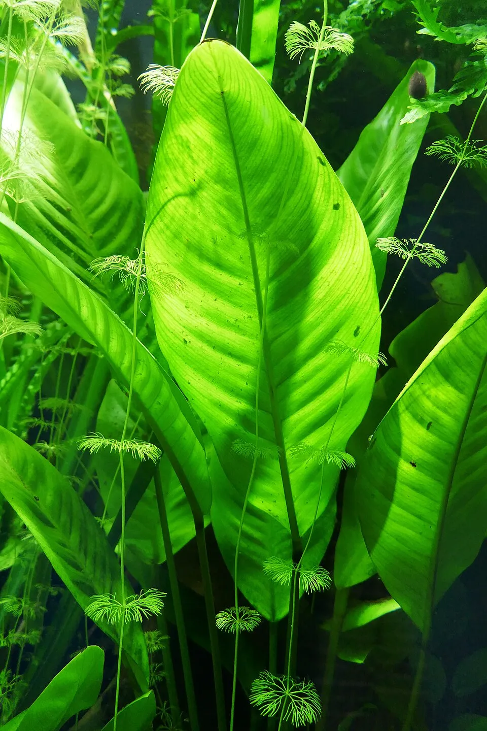 Anubias barteri var. glabra. De la Guinée au Gabon. Jardin botanique de Berlin.