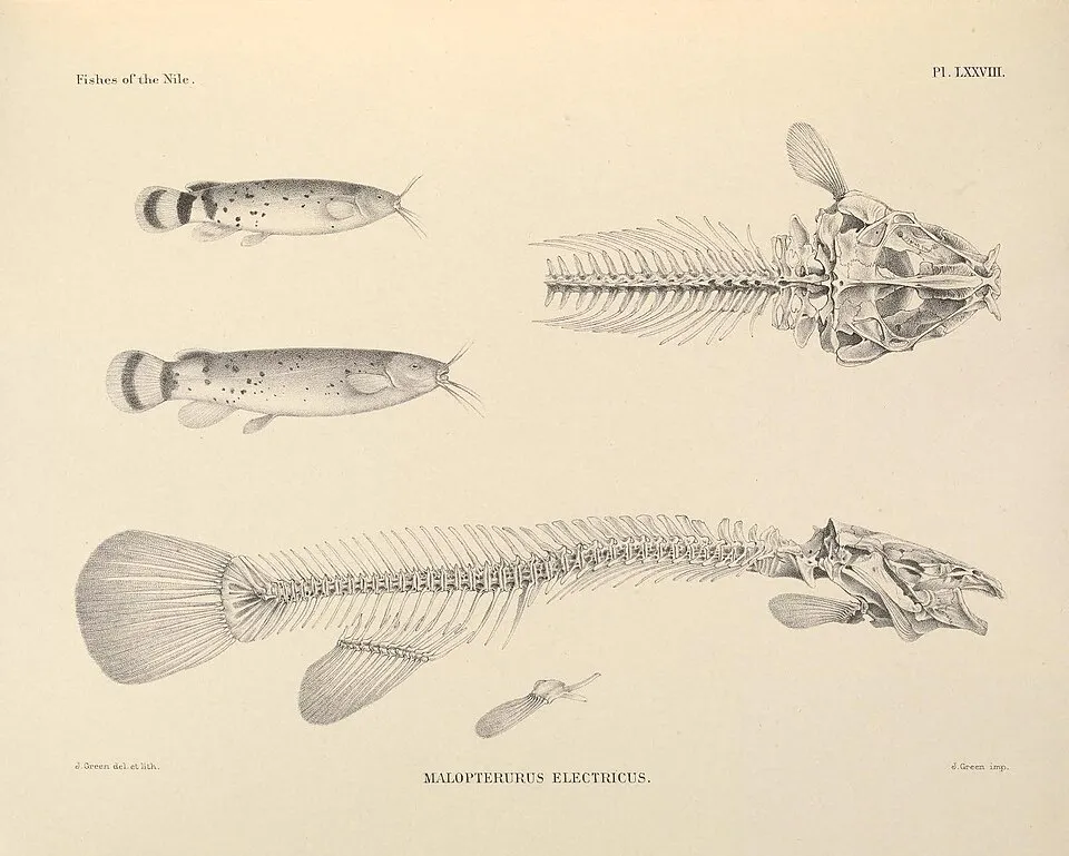 Malapterurus electricus anatomy