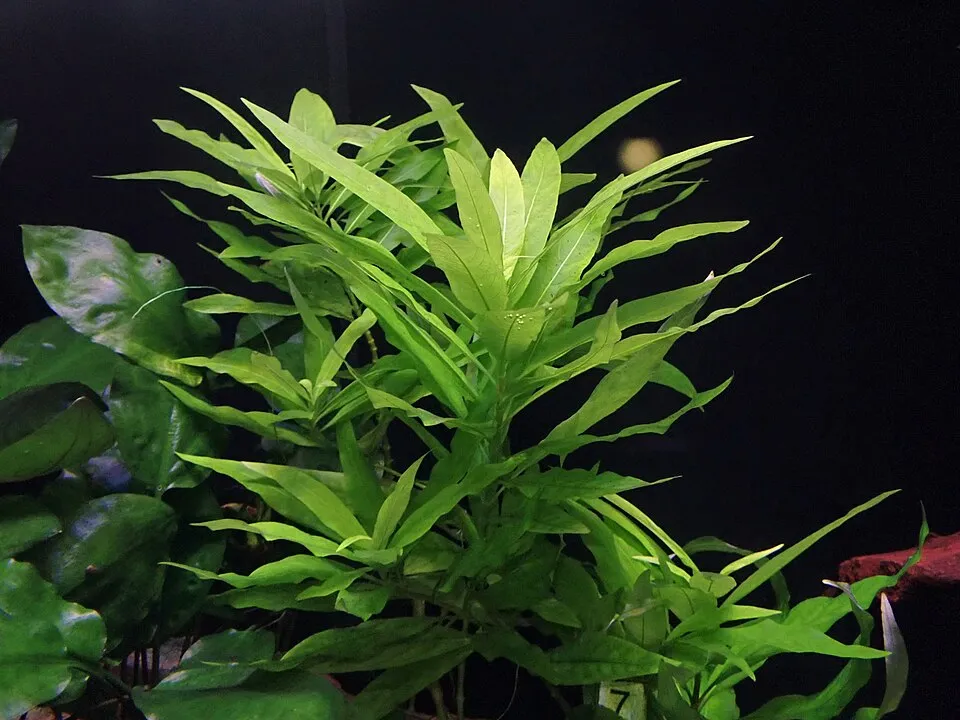 Hygrophila corymbosa in the Botanischer Garten, Berlin-Dahlem
