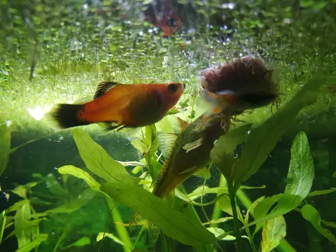 Platy Mickey Mouse bertubuh oranye kemerahan dan berekor hitam di akuarium tanaman air