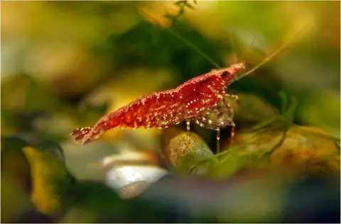 กุ้งเชอร์รี่สีแดงตัวเมียมีไข่ใต้ท้องในตู้ไม้น้ำ