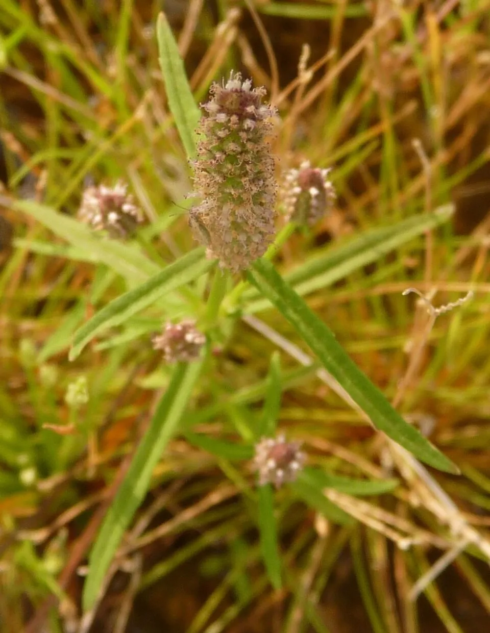 Pogostemon stellatus flowers