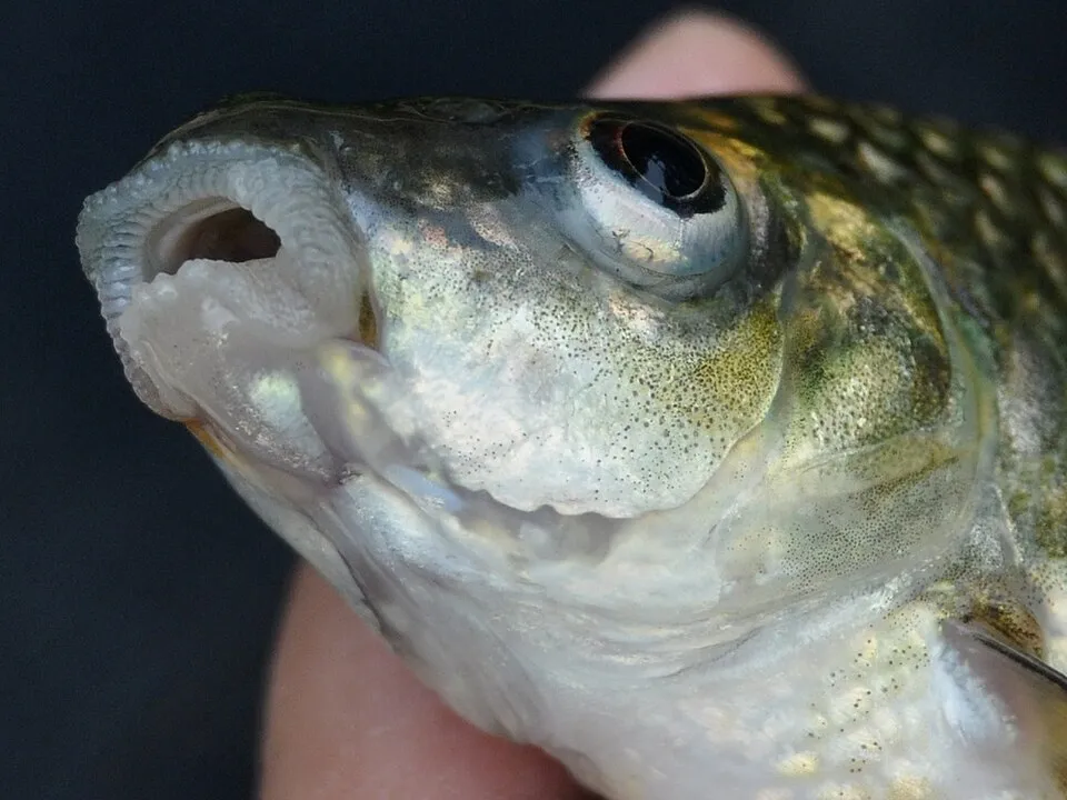 Hard-lipped Barb (Osteochilus hasseltii, syn. O. vittatus), 118 mm SL, From Tasikmalaya, West Java, Indonesia. Lip and chin close up.